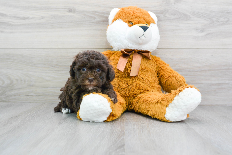 Adorable Havadoodle Poodle Mix Puppy