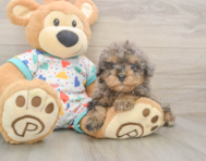 7 week old Havapoo Puppy For Sale - Premier Pups