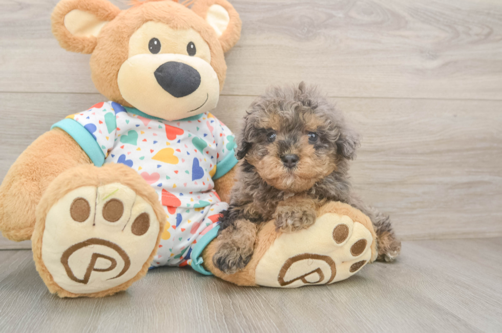 6 week old Havapoo Puppy For Sale - Premier Pups