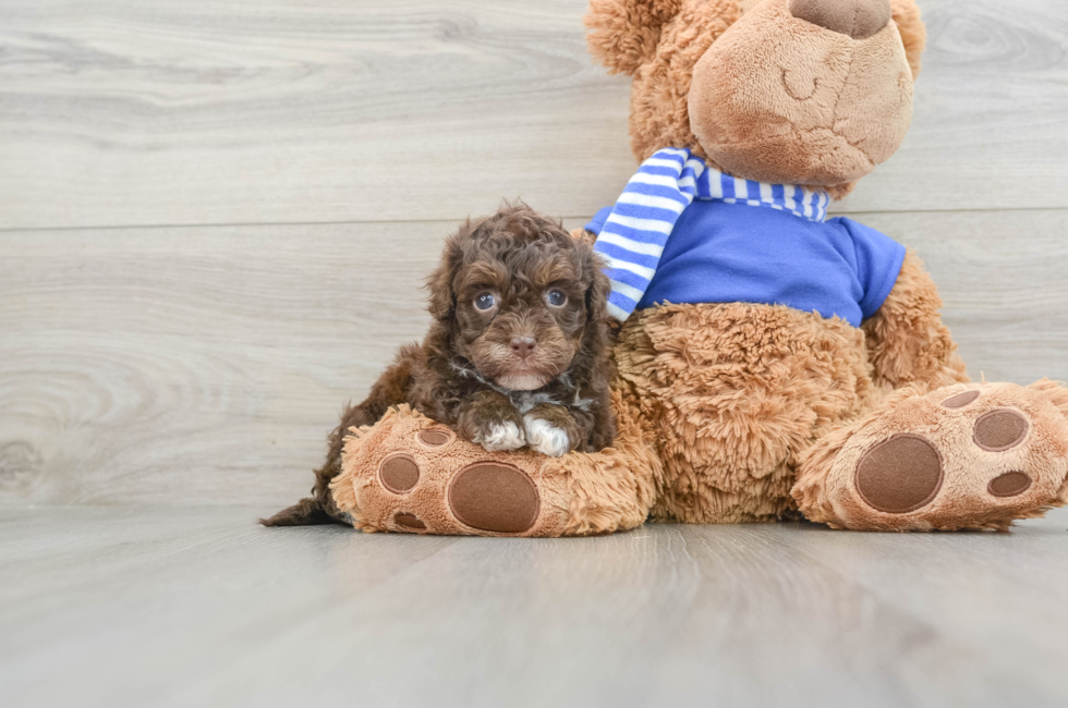 5 week old Havapoo Puppy For Sale - Premier Pups
