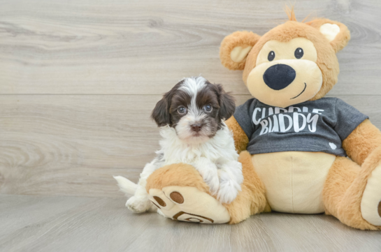 Petite Havapoo Poodle Mix Pup