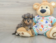 8 week old Havapoo Puppy For Sale - Premier Pups