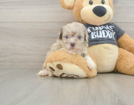 7 week old Havapoo Puppy For Sale - Premier Pups