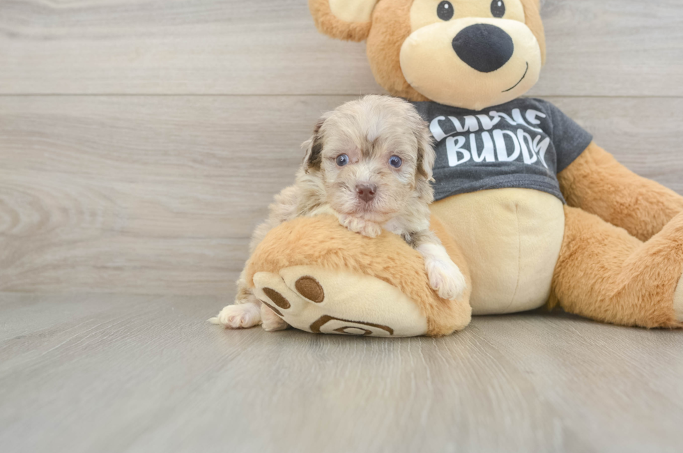 5 week old Havapoo Puppy For Sale - Premier Pups
