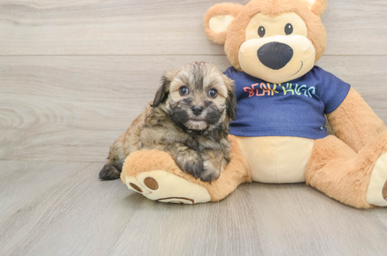 Best Havapoo Baby