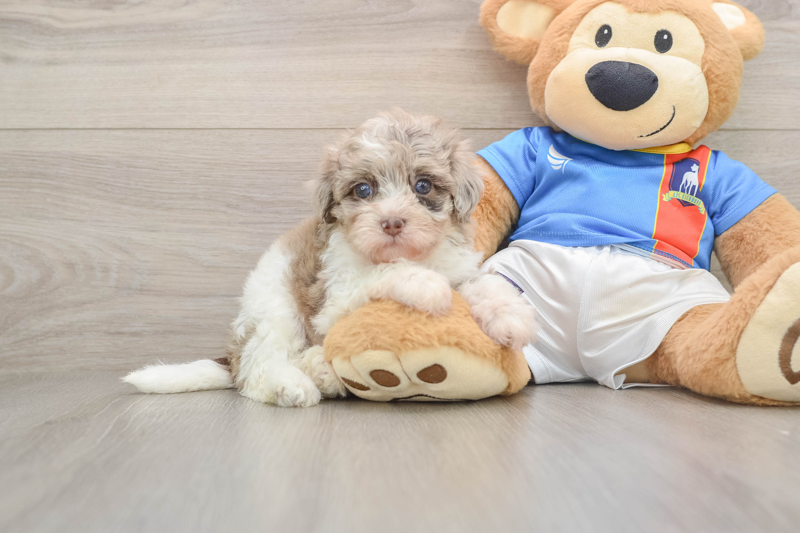 Havapoo Puppy for Adoption