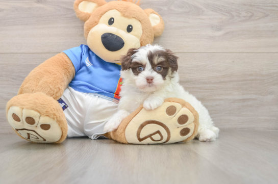 Smart Havapoo Poodle Mix Pup