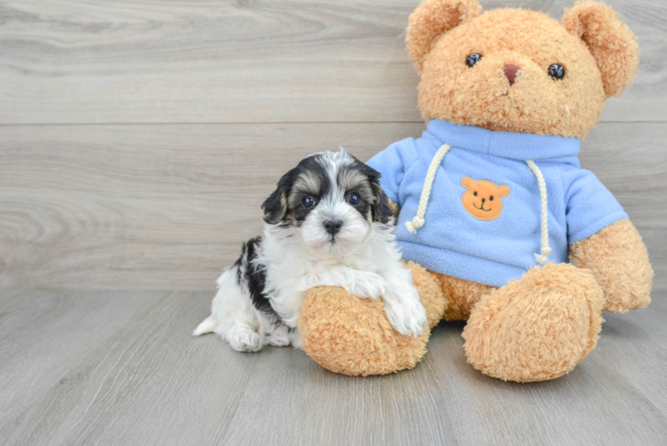 Energetic Havanese Poodle Mix Puppy