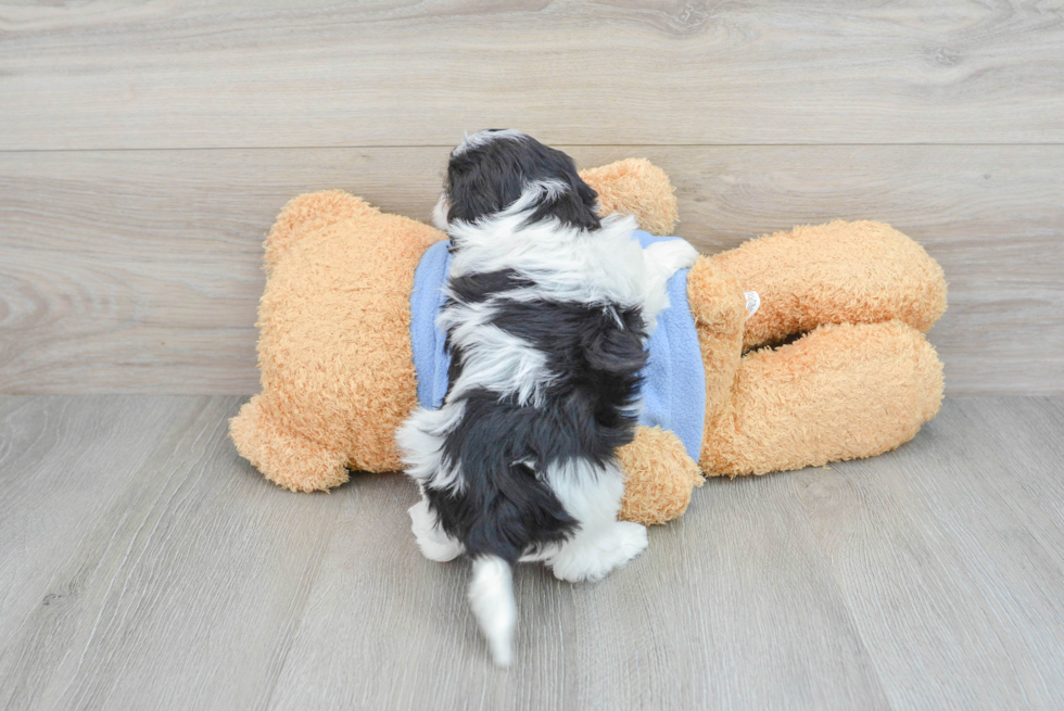 Funny Havapoo Poodle Mix Pup