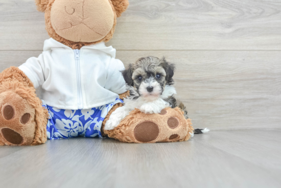 Adorable Havadoodle Poodle Mix Puppy