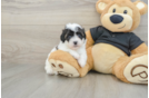 Havapoo Puppy for Adoption