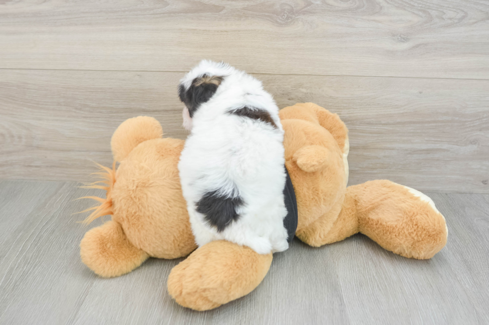 Funny Havapoo Poodle Mix Pup