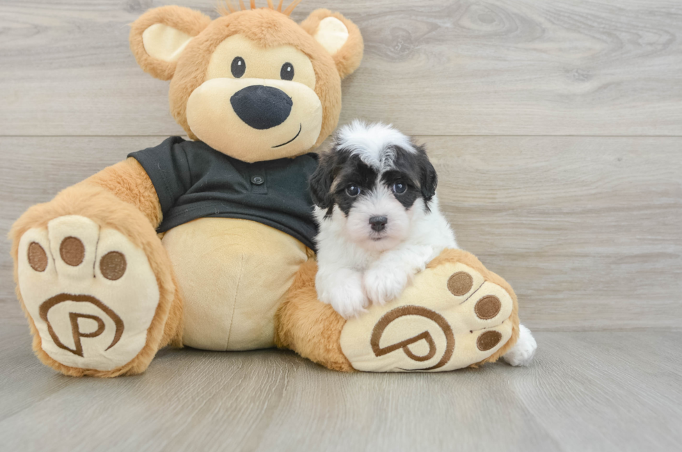 5 week old Havapoo Puppy For Sale - Premier Pups