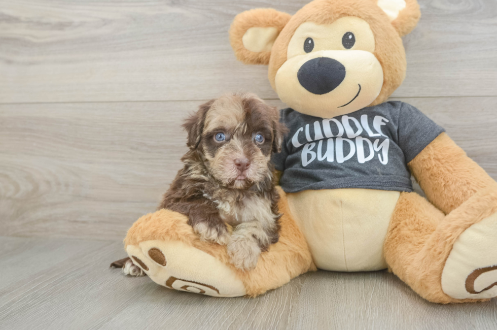 5 week old Havapoo Puppy For Sale - Premier Pups