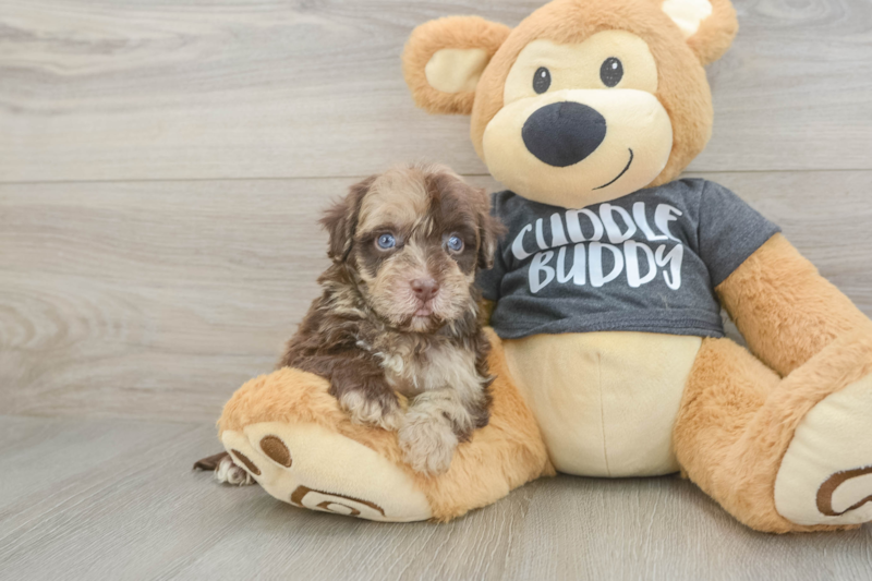 Meet Bean - our Havapoo Puppy Photo 1/3 - Premier Pups