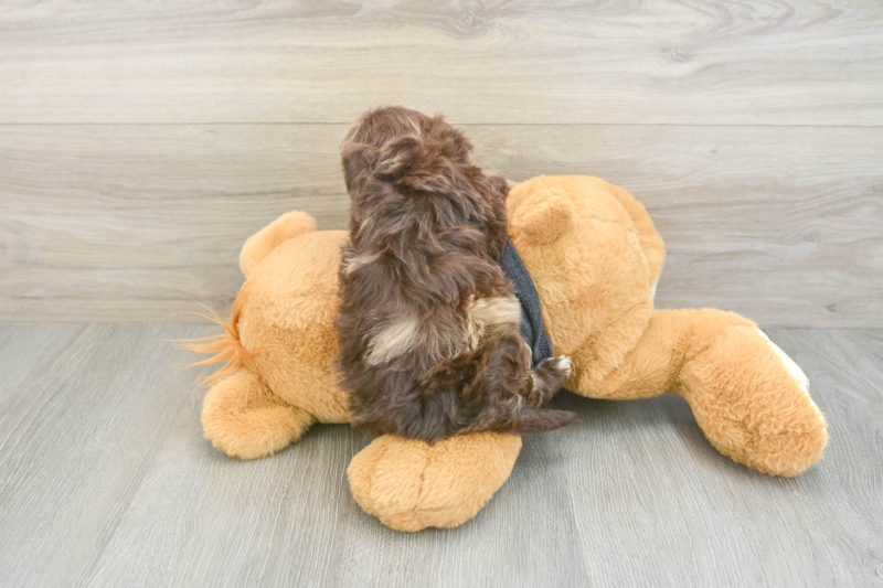 Meet Bean - our Havapoo Puppy Photo 2/3 - Premier Pups