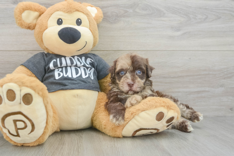 Meet Bean - our Havapoo Puppy Photo 3/3 - Premier Pups