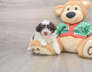 6 week old Havapoo Puppy For Sale - Premier Pups