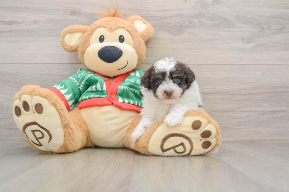 Havapoo Puppy for Adoption