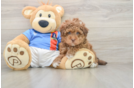 Adorable Havadoodle Poodle Mix Puppy
