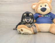 8 week old Havapoo Puppy For Sale - Premier Pups