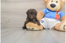 Havapoo Pup Being Cute