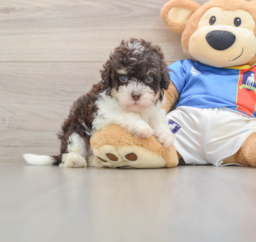 6 week old Havapoo Puppy For Sale - Premier Pups