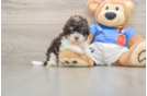 Funny Havapoo Poodle Mix Pup