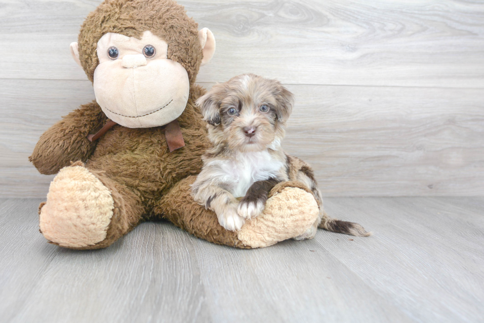 Havapoo Pup Being Cute