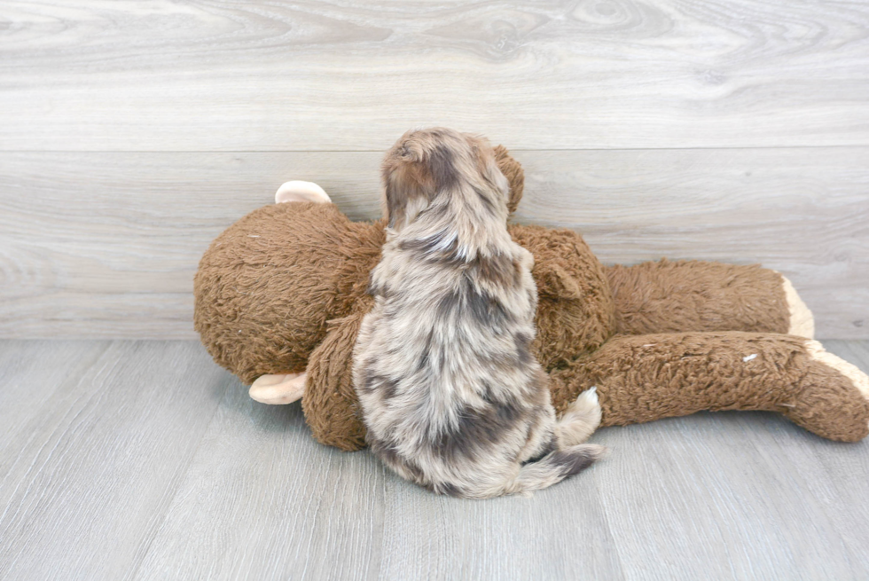 Havapoo Puppy for Adoption