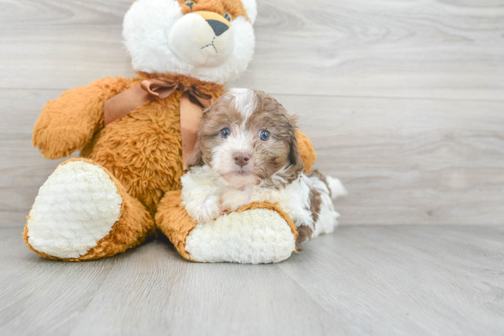 Adorable Havadoodle Poodle Mix Puppy