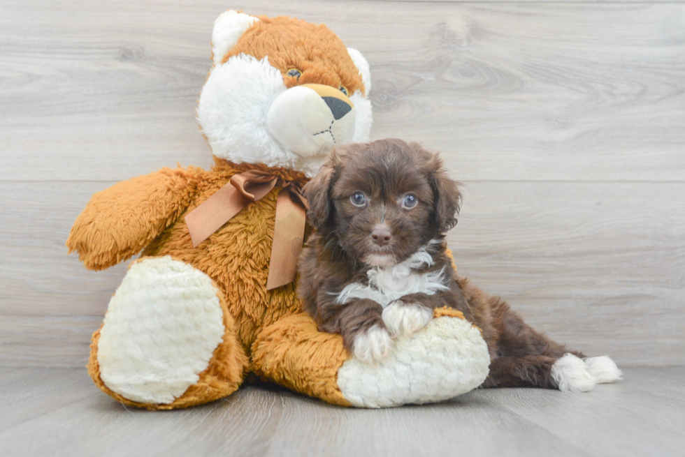 Funny Havapoo Poodle Mix Pup