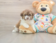 5 week old Havapoo Puppy For Sale - Premier Pups