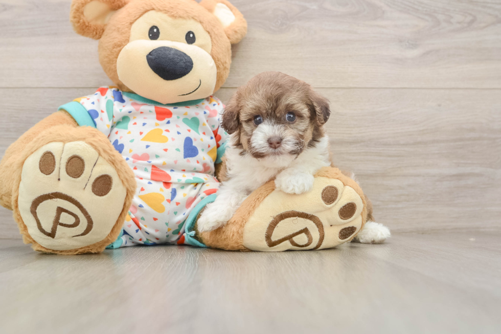 Small Havapoo Baby