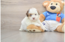 Energetic Havadoodle Poodle Mix Puppy