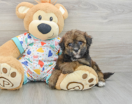 8 week old Havapoo Puppy For Sale - Premier Pups