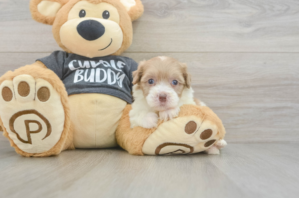 5 week old Havapoo Puppy For Sale - Premier Pups