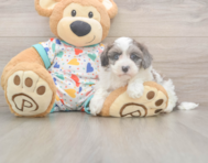 7 week old Havapoo Puppy For Sale - Premier Pups