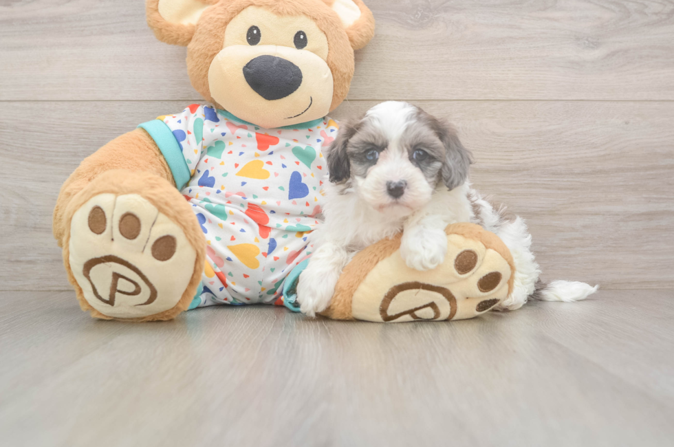 5 week old Havapoo Puppy For Sale - Premier Pups