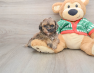 6 week old Havapoo Puppy For Sale - Premier Pups