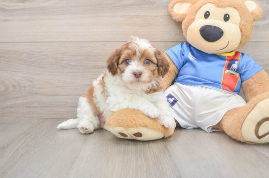 Funny Havapoo Poodle Mix Pup