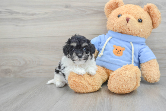 Energetic Havanese Poodle Mix Puppy