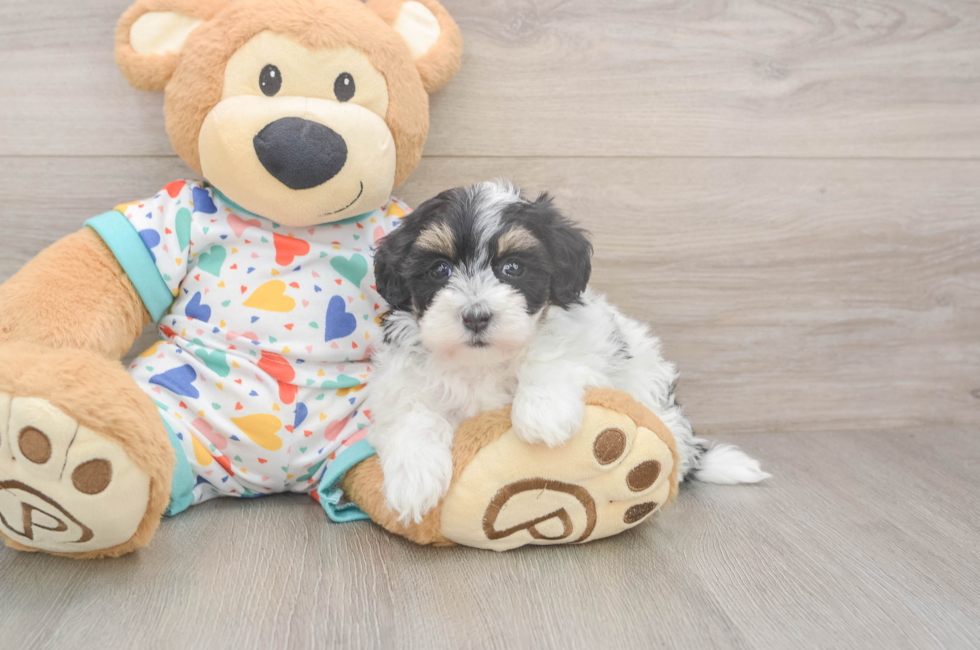 5 week old Havapoo Puppy For Sale - Premier Pups