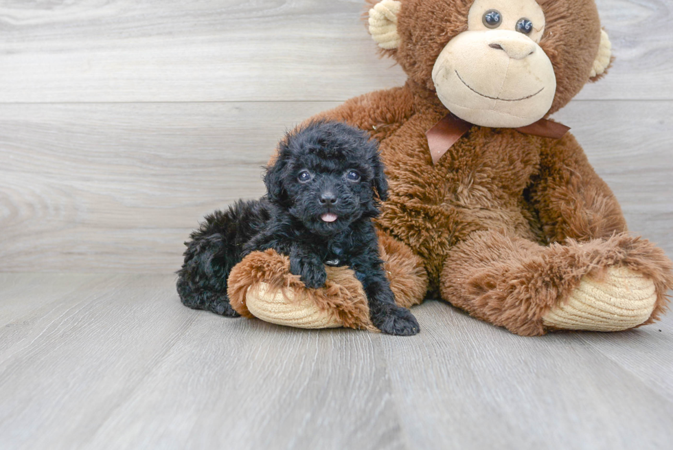 Havapoo Puppy for Adoption