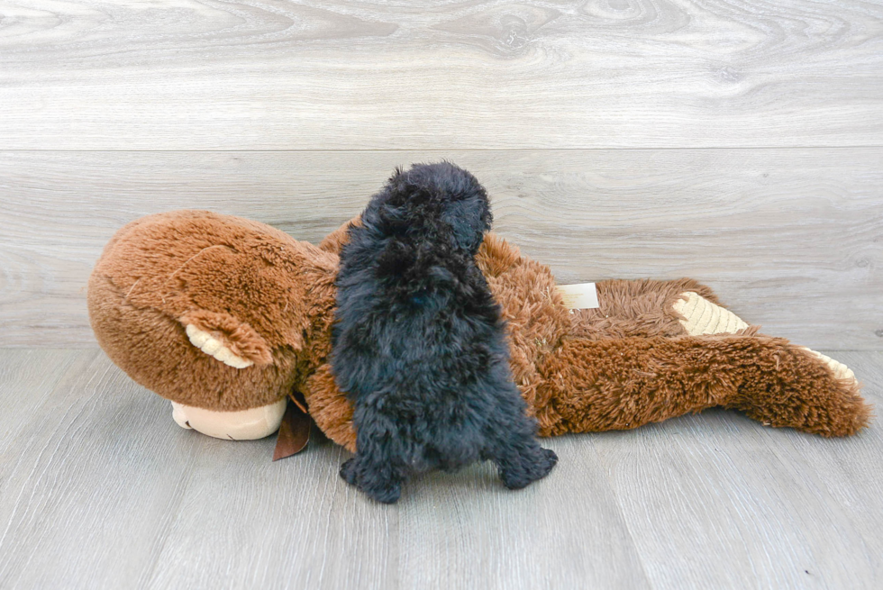 Havapoo Puppy for Adoption