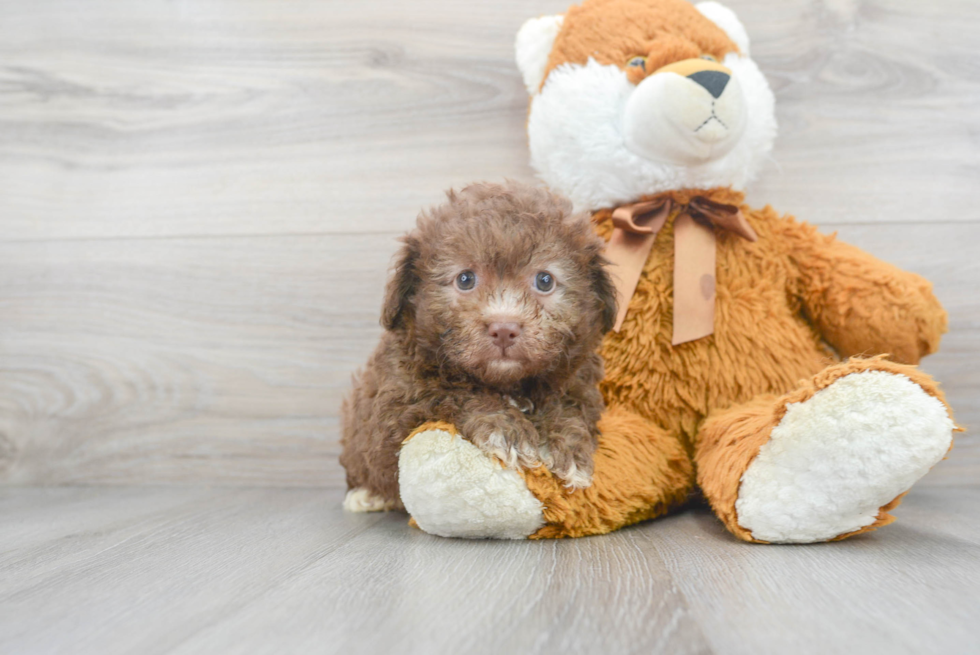 Adorable Havadoodle Poodle Mix Puppy