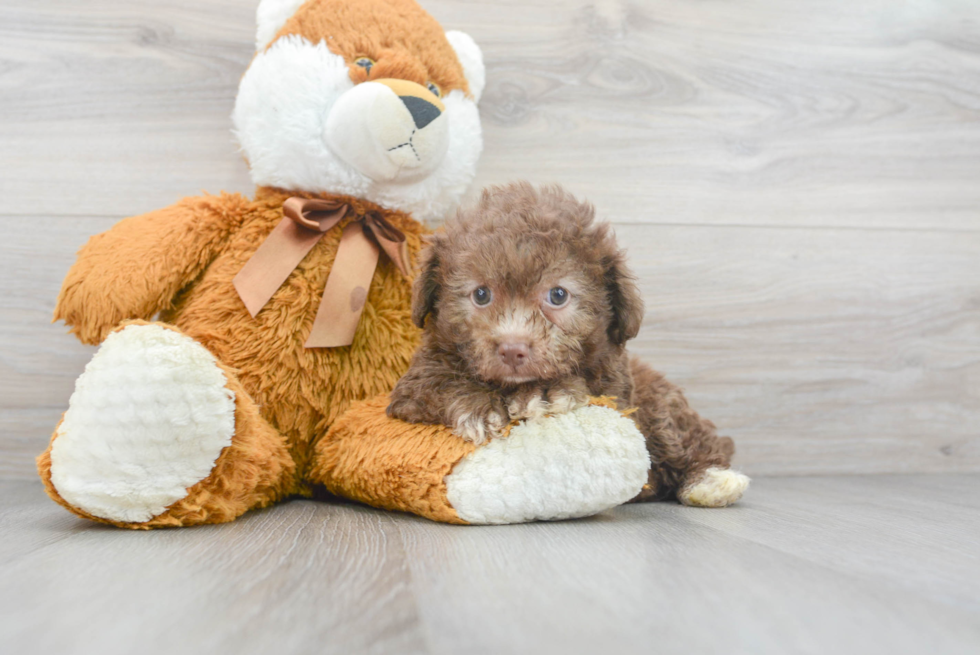 Funny Havapoo Poodle Mix Pup