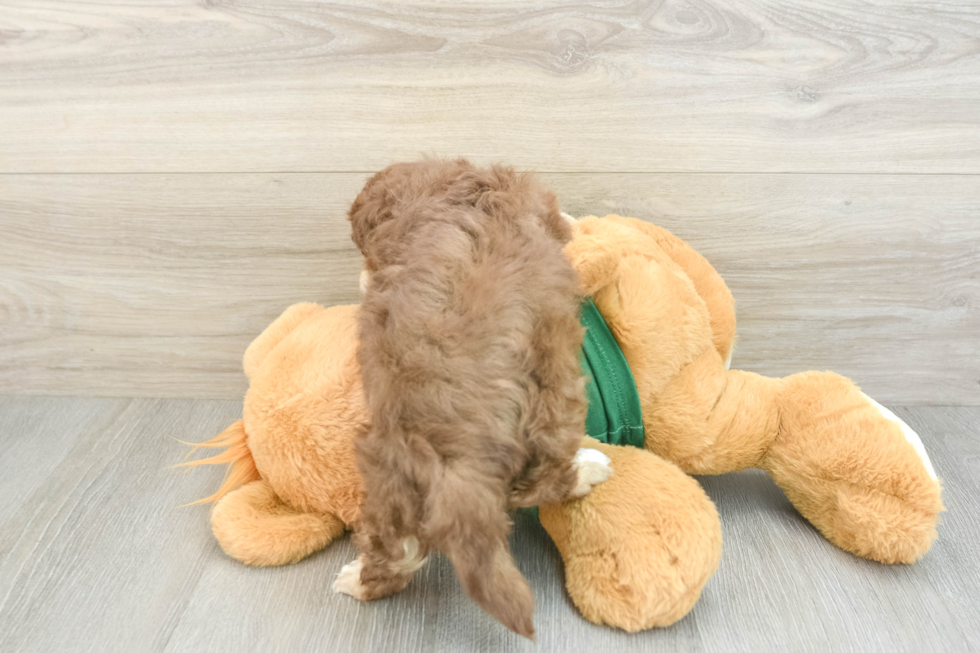 Funny Havapoo Poodle Mix Pup