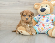 8 week old Havapoo Puppy For Sale - Premier Pups