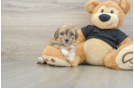 Small Havapoo Baby